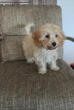 Lieve gezelschapshondjes havapoo pups nog twee stuks, Dieren en Toebehoren, Honden | Chihuahua's en Gezelschapshonden, CDV (hondenziekte)