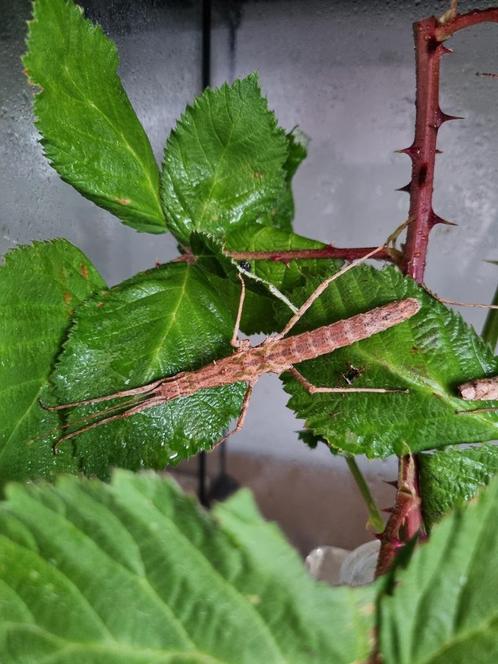 Eitjes wandelende tak: Neohirasea hongkongensis (PSG 242), Dieren en Toebehoren, Insecten en Spinnen, Wandelende tak