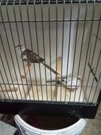 Diverse diamantduiven, Dieren en Toebehoren, Meerdere dieren