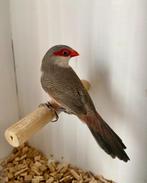 Sint helena fazantje, Meerdere dieren, Tropenvogel