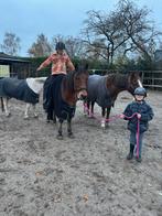 New Forest C Pony te koop, Dieren en Toebehoren, Pony's, Ruin, 11 jaar of ouder, Recreatiepony, Met stamboom