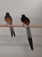 1-1 Shama lijsters, Dieren en Toebehoren, Vogels | Overige Vogels, Meerdere dieren, Tropenvogel, Geringd