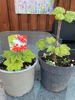 Rodeaalbessen planten, Ophalen, Overige soorten, Volle zon