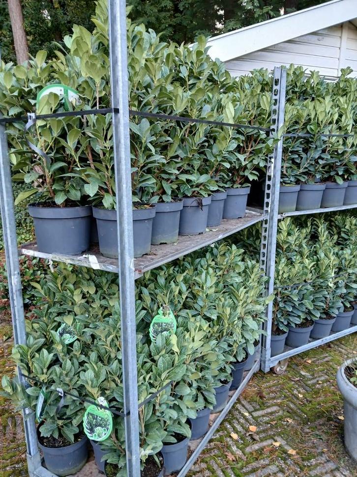 laurier, Tuin en Terras, Planten | Struiken en Hagen, Laurier, Minder dan 100 cm, Ophalen