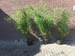 Fargesia Nitida Great Wall, Volle zon, Vaste plant, Bloeit niet, Ophalen
