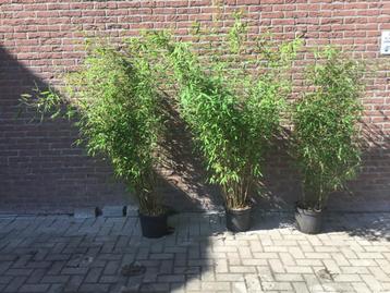 Fargesia Nitida Great Wall beschikbaar voor biedingen
