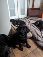 Prachtige zwarte Labrador pups met stamboom!, Dieren en Toebehoren, Honden | Retrievers, Spaniëls en Waterhonden, Rabiës (hondsdolheid)