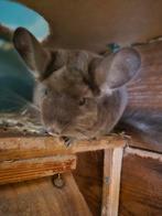 Chinchilla Brown Pearl, Vrouwelijk, Chinchilla, Voor 1 juli 2024, Tam