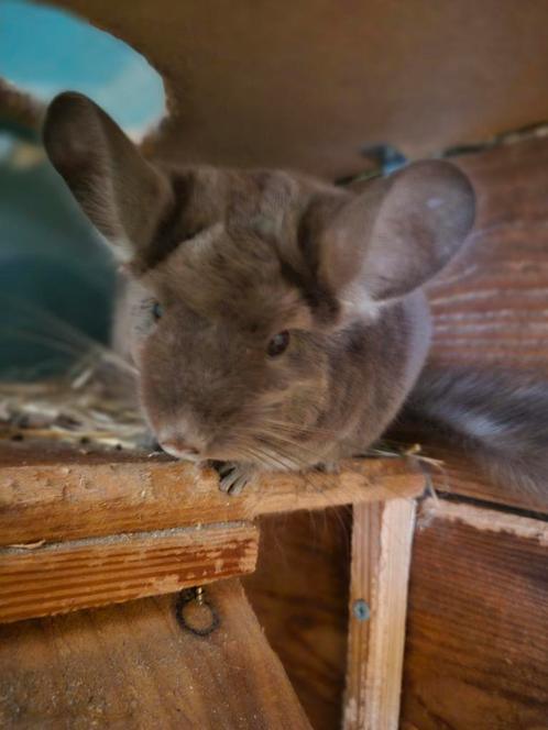 Chinchilla Brown Pearl, Dieren en Toebehoren, Knaagdieren, Vrouwelijk, Chinchilla, Voor 1 juli 2024, Tam