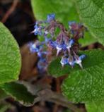 Trachystemon orientalis(komkommerkruid) blauw vaste plant, Tuin en Terras, Ophalen of Verzenden, Lente, Overige soorten, Halfschaduw