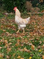 Legkip lohman LSL hanen, Dieren en Toebehoren, Pluimvee, Mannelijk, Kip
