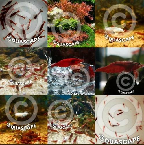 Bloody Mary garnalen High Grade (neocaridina) aquarium 🦐🍀, Dieren en Toebehoren, Vissen | Aquariumvissen