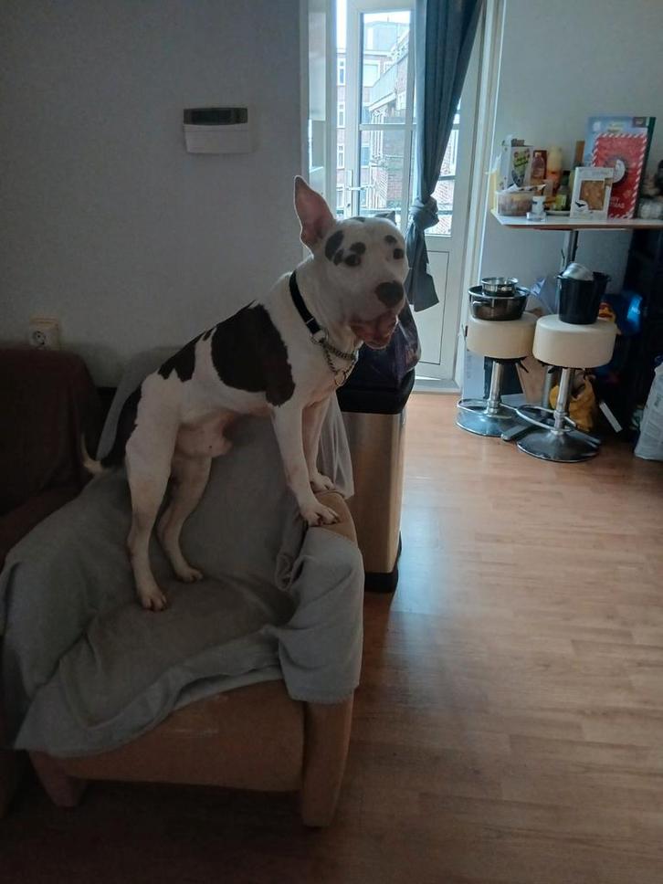 Ik ben thor bully xl kruising stafford zoek een leuk dekteef, Dieren en Toebehoren, Honden | Dekreuen, Reu, Particulier, Eén hond