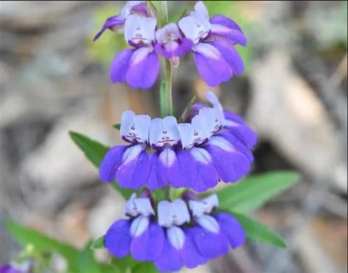 Zaden Collinsia heterophylla Bicolor, Tuin en Terras, Bloembollen en Zaden, Zaad, Voorjaar, Halfschaduw, Verzenden