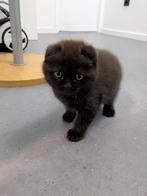 Halve Sctish Fold Zoekt een Warm thuis, Kater, Ontwormd