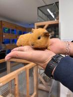Te koop jonge cavia's zeugjes / vrouwtjes, Dieren en Toebehoren, Knaagdieren, September, Vrouwelijk, Cavia