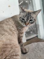 Jarela, Violeta, x siam, 11-2-2025 gered uit een colonie, Dieren en Toebehoren, Katten en Kittens | Overige Katten, Poes, Kortharig