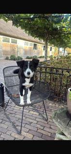 Lief teefje zoekt een nieuw huisje, Dieren en Toebehoren, Honden | Niet-rashonden, Rabiës (hondsdolheid), 15 weken tot 1 jaar