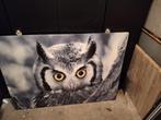 Schilderij Uil (woonexpres) - 1.40m breed 1m lang, Antiek en Kunst, Kunst | Schilderijen | Modern, Ophalen
