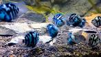 Jonge Blue polars €3.95 per stuk & 6 voor €20, Vis, Zoetwatervis