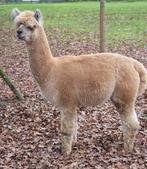 Te koop Alpaca hengst, Mei, Mannelijk