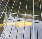 te koop 1x Yamabuki en 1x ghost  koi, Dieren en Toebehoren, Vissen | Vijvervissen, Karper of Koi