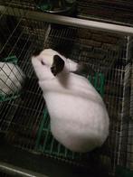 Californian konijnen, Dieren en Toebehoren, Meerdere dieren, Groot