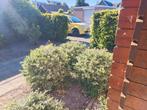 Buxus sempervirens, Tuin en Terras, Planten | Bomen, Bloeit niet, Overige soorten, 100 tot 250 cm, Ophalen