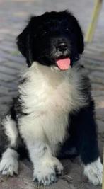 Prachtige australian doodle pups te koop van dierenarts, Dieren en Toebehoren, Honden | Niet-rashonden, 8 tot 15 weken, Meerdere