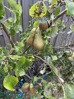 Perenboom, Tuin en Terras, Ophalen