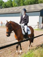 Allround New Forest pony (D-pony), Dieren en Toebehoren, B, Gechipt, Ruin, Springpony
