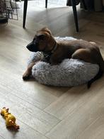 Mechelse x hollandse herder pup reu 🐶, Parvo, Reu, 8 tot 15 weken, Eén hond