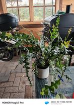 Kamerplanten pakket zeldzaam ️(moeder planten), Ophalen, Halfschaduw, Minder dan 100 cm
