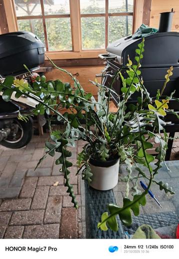 Kamerplanten pakket zeldzaam ️(moeder planten) beschikbaar voor biedingen