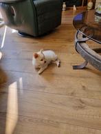 liefe pomberiaan pups, Dieren en Toebehoren, Honden | Niet-rashonden, 8 tot 15 weken, Meerdere, Meerdere dieren, Klein