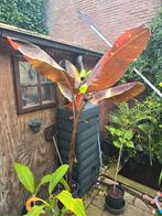 Musa Siam Ruby bananen plant, Ophalen, Winter, Volle zon, Overige soorten