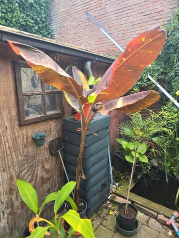 Musa Siam Ruby bananen plant beschikbaar voor biedingen