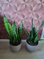 2x Dracaena trifasciata, Ophalen, Halfschaduw, Minder dan 100 cm