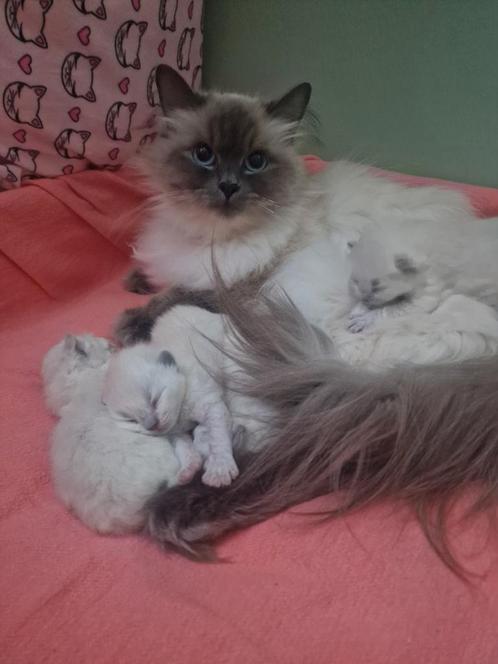 Neva Masquerade kittens, Dieren en Toebehoren, Katten en Kittens | Raskatten | Langhaar, Meerdere dieren, Gechipt