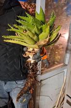 Stekjes kortdikbladige Aloë geworteld voor klein prijsje, Volle zon, Vaste plant, Zomer, Ophalen