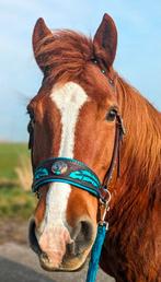 Sidepull met getoolde veren, Dieren en Toebehoren, Paarden en Pony's | Hoofdstellen en Tuigage, Verzenden, Zo goed als nieuw, Overige soorten