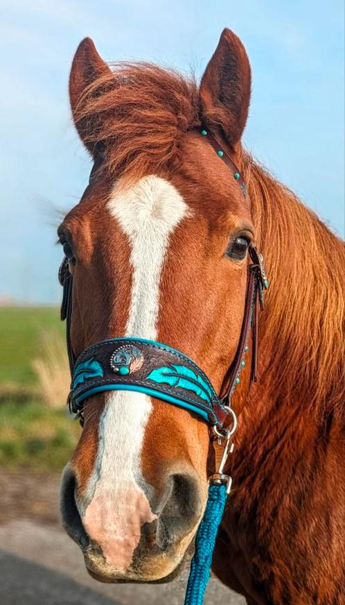 Sidepull met getoolde veren, Dieren en Toebehoren, Paarden en Pony's | Hoofdstellen en Tuigage, Zo goed als nieuw, Overige soorten