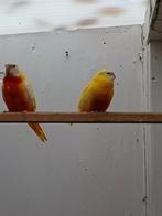 Tekoop over jarig koppel lutino splendid splendids, Dieren en Toebehoren, Vogels | Kanaries, Meerdere dieren