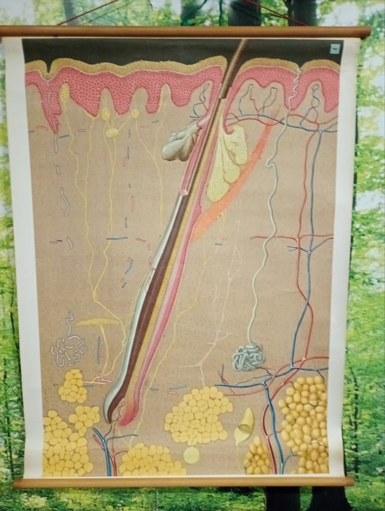 Anatomie poster van de huid, Antiek en Kunst, Antiek | Schoolplaten, Ophalen of Verzenden, Natuur en Biologie