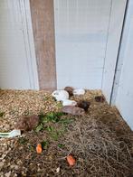 GEZOCHT groep cavia zeugen, Dieren en Toebehoren, Maart, Vrouwelijk, Cavia