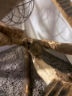 Gezocht: degoe vrouwtje, Dieren en Toebehoren, Knaagdieren, Juni, Vrouwelijk, Overige typen