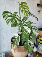 Monstera Variegata, Huis en Inrichting, Kamerplanten, Ophalen of Verzenden, Halfschaduw, Minder dan 100 cm