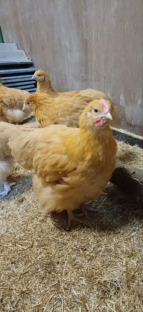 Jonge haan orpington buff groothoender, Mannelijk, Kip