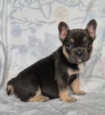 Franse bulldog puppys blauwe ogen geen Merle  met stamboom, Parvo, Reu, 8 tot 15 weken, Bulldog