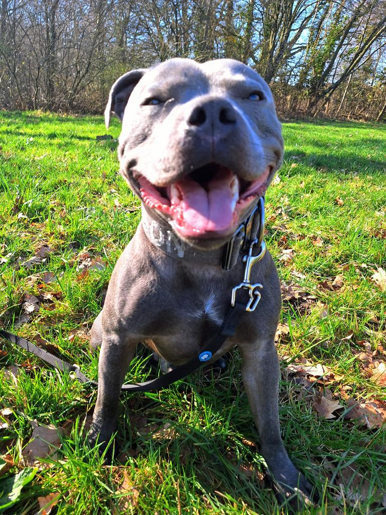 Dekreu beschikbaar – “Tyson” (Mini Engelse Stafford), Dieren en Toebehoren, Honden | Jack Russells en Terriërs, 1 tot 2 jaar, Parvo